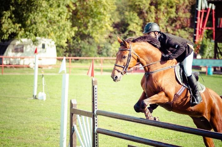 Bouw schuilstal voor paarden