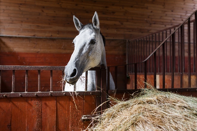 Ben je als paardenhouder ook een landbouwer